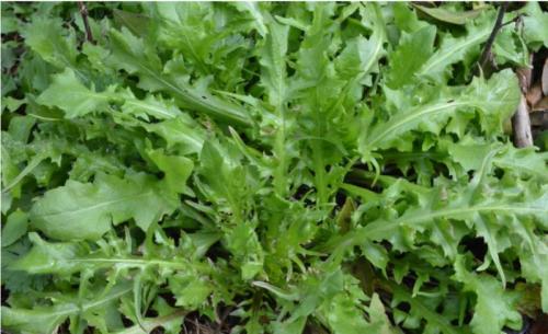 優(yōu)質野菜種子濟南批發(fā)，大葉薺菜種子菱角菜種子