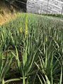 供應(yīng)庫拉索蘆薈美容院蘆薈鮮汁灌膚蘆薈膠質(zhì)粘稠