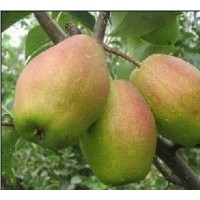 陜西萬(wàn)噸冷庫(kù)紅香酥梨產(chǎn)地價(jià)格，冷庫(kù)庫(kù)爾勒香梨批發(fā)價(jià)格