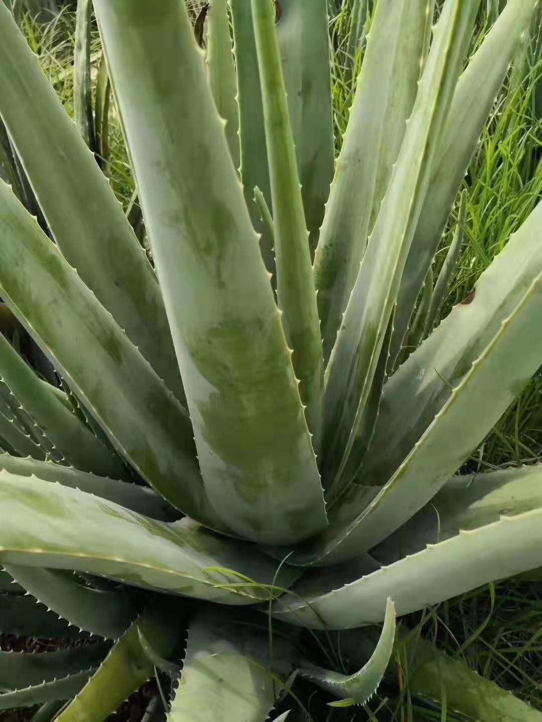 供應(yīng)批發(fā)庫拉索蘆薈美容院蘆薈灌膚膠質(zhì)黏稠