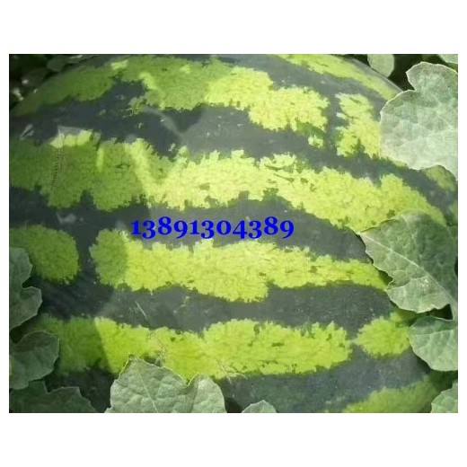 陜西大棚金城5西瓜產(chǎn)地，陜西長(zhǎng)花皮西瓜產(chǎn)地批發(fā)